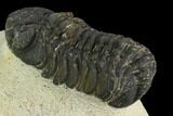 Bargain, Austerops Trilobite - Visible Eye Facets #119969-3